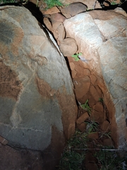 Hemidactylus giganteus