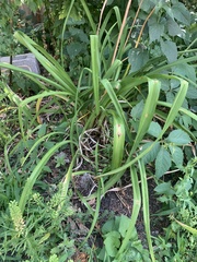 Ophiomyia kwansonis