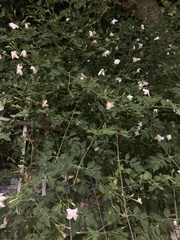 Jasminum sambac