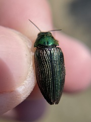 Buprestis adjecta