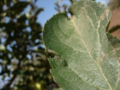 Phyllonorycter blancardella