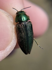 Buprestis adjecta