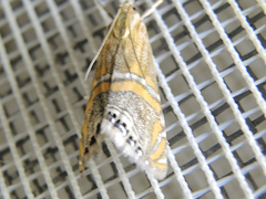 Euchromius bella