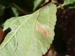 Phyllonorycter blancardella