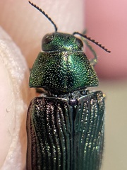 Buprestis adjecta