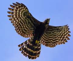 Black Hawk-Eagle photo 3