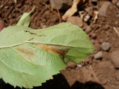 Phyllonorycter blancardella