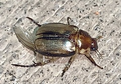 Anomala arida