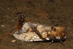 Dudusa sphingiformis