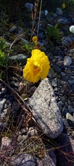 Papaver croceum