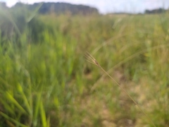 Hordeum secalinum