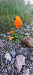 Papaver croceum