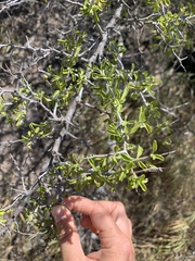 Condalia hookeri