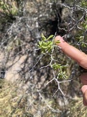 Condalia hookeri