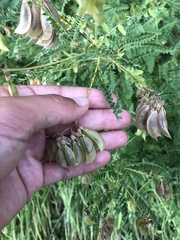 Astragalus penduliflorus