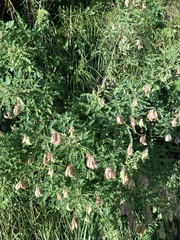 Astragalus penduliflorus
