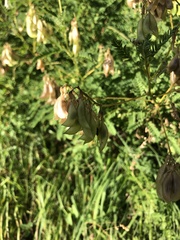 Astragalus penduliflorus