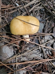 Suillus acidus