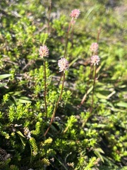 Tofieldia coccinea