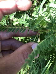 Astragalus penduliflorus
