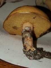 Suillus acidus