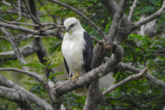 Pseudastur polionotus