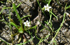 Limosella aquatica