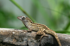 Anolis sagrei