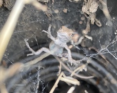 Sceloporus occidentalis
