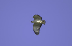 Buteogallus lacernulatus