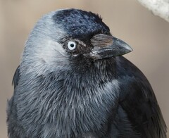 Corvus monedula