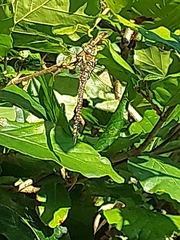 Aeshna mixta