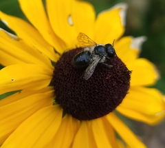 Megachile gemula