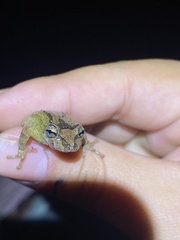 Scinax hiemalis