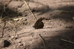 Cercyonis sthenele