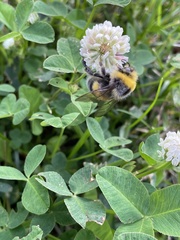 Bombus lucorum