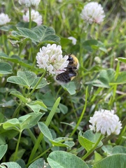 Bombus lucorum