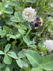 Bombus lucorum