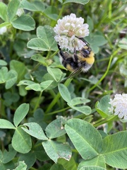 Bombus lucorum