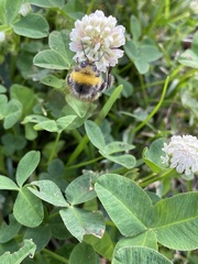 Bombus lucorum