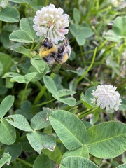 Bombus lucorum