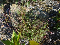 Epilobium hohuanense