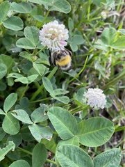 Bombus lucorum