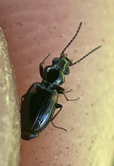 Bembidion mutatum