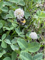 Bombus lucorum