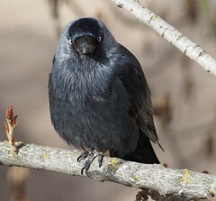 Corvus monedula