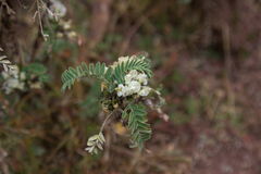 Astragalus garbancillo