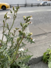 Sonchus oleraceus