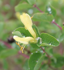 Lonicera iberica