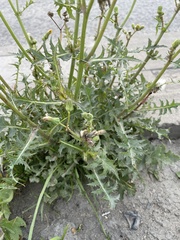 Sonchus oleraceus